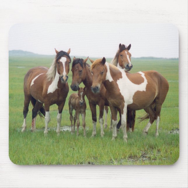 Assateague Island Horses Mousepad Musmatta (Framsidan)