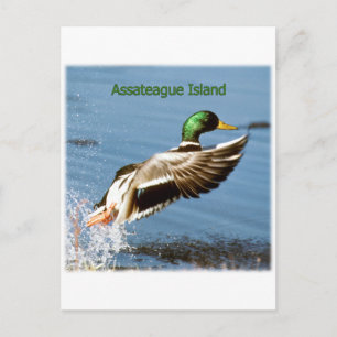 Assateague Island Mallard Anka Logotyp Vykort