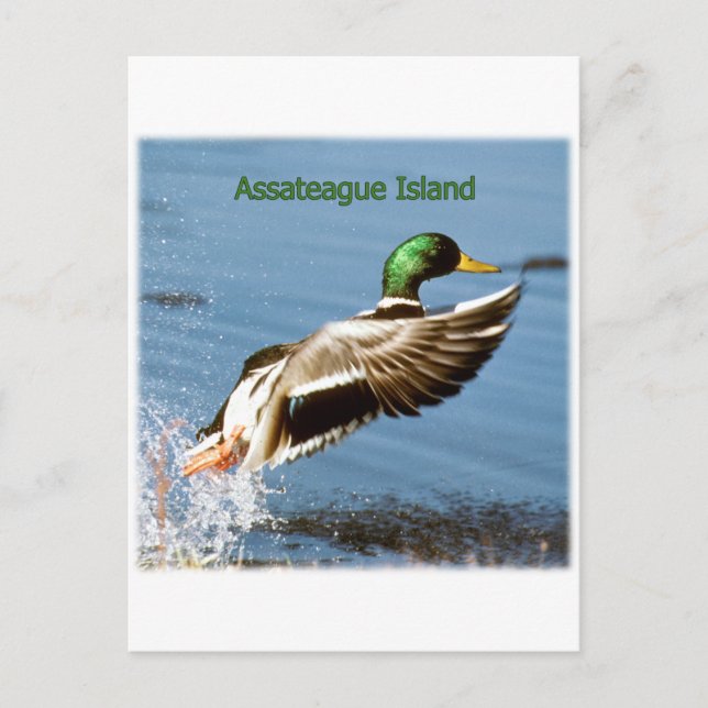 Assateague Island Mallard Anka Logotyp Vykort (Framsida)