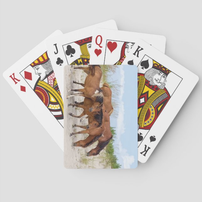 Assateague Island, Maryland Casinokort (Baksidan)