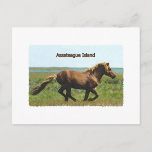 Assateague Island (med hingst logotyp) Vykort