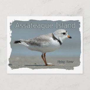 Assateague Island Piping Plover Vykort