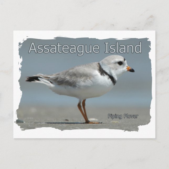 Assateague Island Piping Plover Vykort (Framsida)