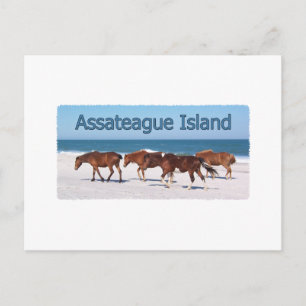 Assateague Island (ponnyer på stranden logotyp) Vykort