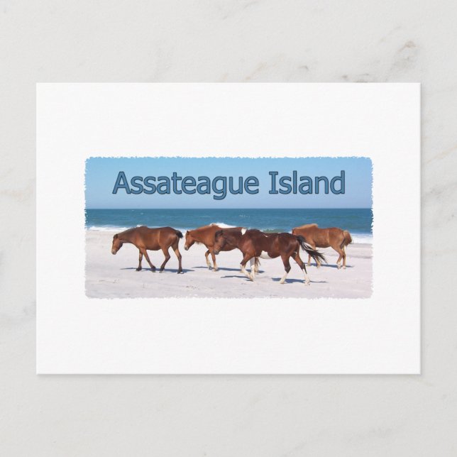 Assateague Island (ponnyer på stranden logotyp) Vykort (Framsida)