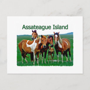 Assateague Island (ponyfamilj) Vykort
