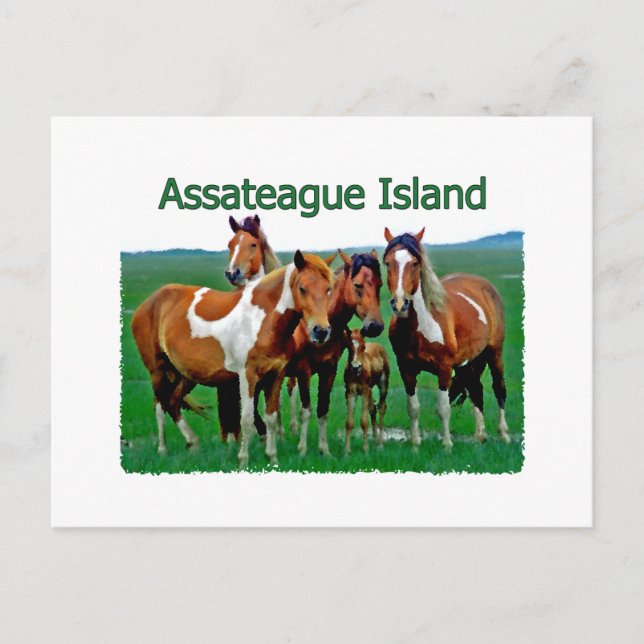 Assateague Island (ponyfamilj) Vykort (Framsida)