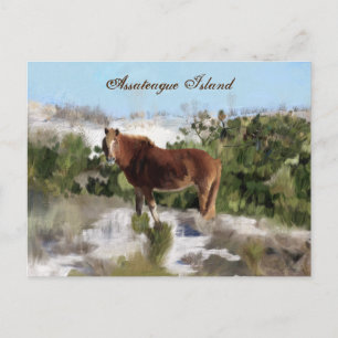 Assateague Island Vild Horse Vykort