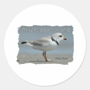 Assateague ö som leda i rör ploveren runt klistermärke