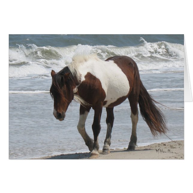 Assateague öponny hälsningskort (Framsidan Horizontal)