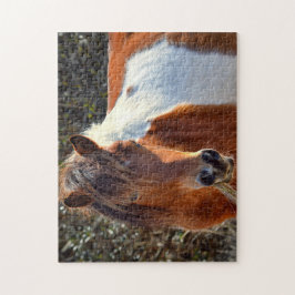 Assateague Pinto Mare Macky Pussel