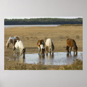 Assateague Ponies Poster