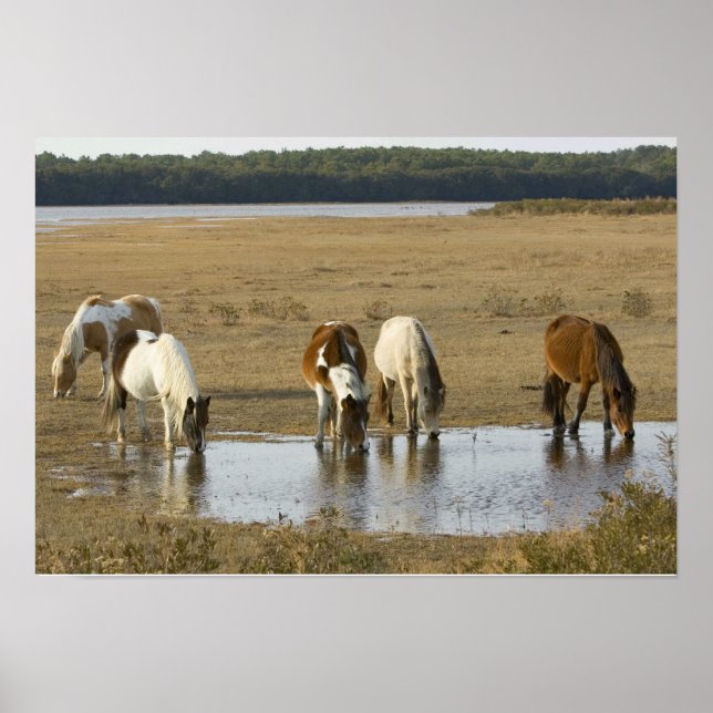 Assateague Ponies Poster (Framsidan)