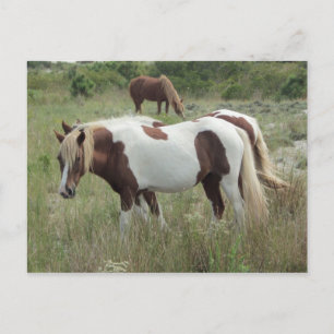 Assateague Ponies Vykort