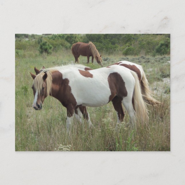 Assateague Ponies Vykort (Framsida)