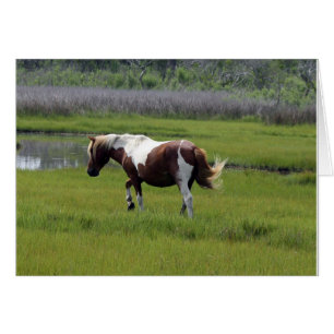 Assateague Vild Horse Hälsningskort