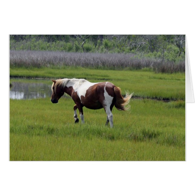 Assateague Vild Horse Hälsningskort (Framsidan Horizontal)