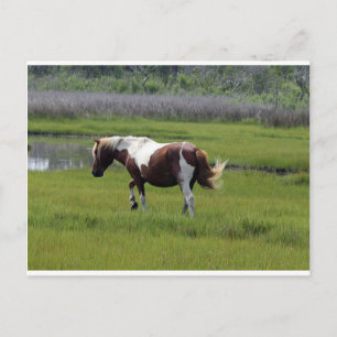 Assateague Vild Horse Vykort