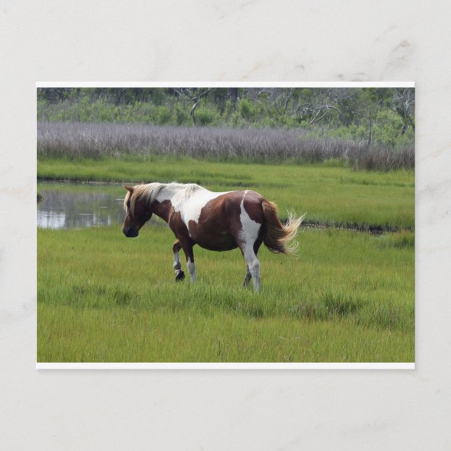 Assateague Vild Horse Vykort (Framsida)