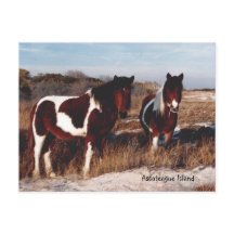 Assateague Vild Horses 2 - vykort