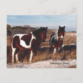 Assateague Vild Horses 2 - vykort