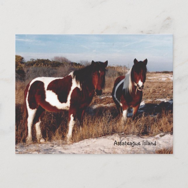Assateague Vild Horses 2 - vykort (Framsida)