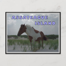 Assateague Vild Horses 2 vykort