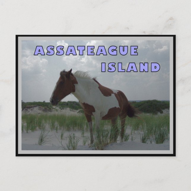 Assateague Vild Horses 2 vykort (Framsida)