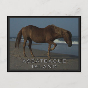 Assateague vildhästar 1 vykort