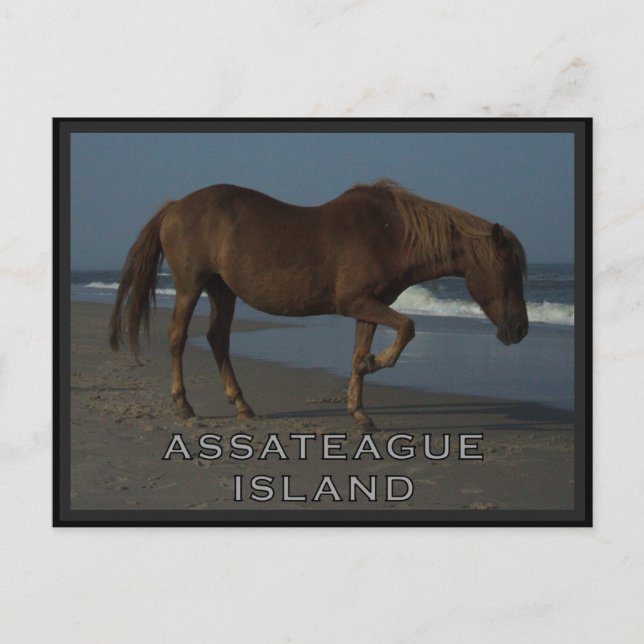 Assateague vildhästar 1 vykort (Framsida)