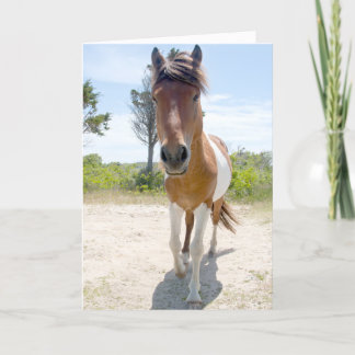 Assateague vildponny kort