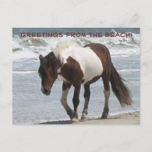Assteague Island Pony Vykort