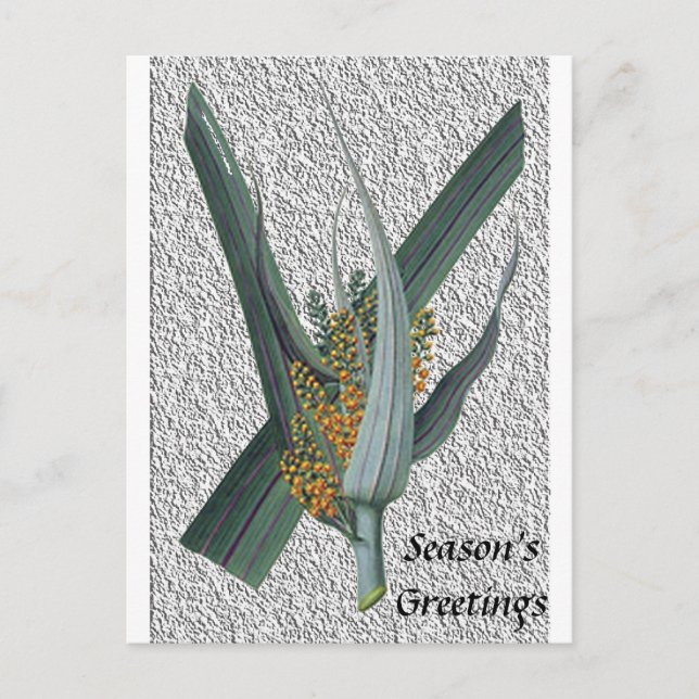 Astelia Nervosa Vykort (Framsida)