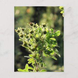 Aster Buds Vykort