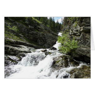 Aster Creek vid Glacier National Park Hälsningskort