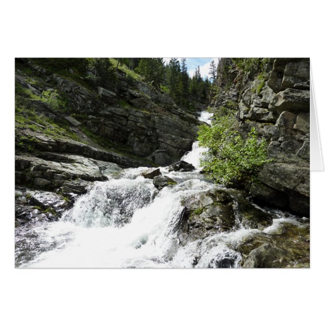 Aster Creek vid Glacier National Park Hälsningskort (Framsidan Horizontal)