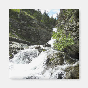 Aster Creek vid Glacier National Park Magnet