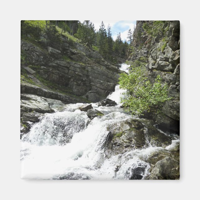 Aster Creek vid Glacier National Park Magnet (Framsidan)