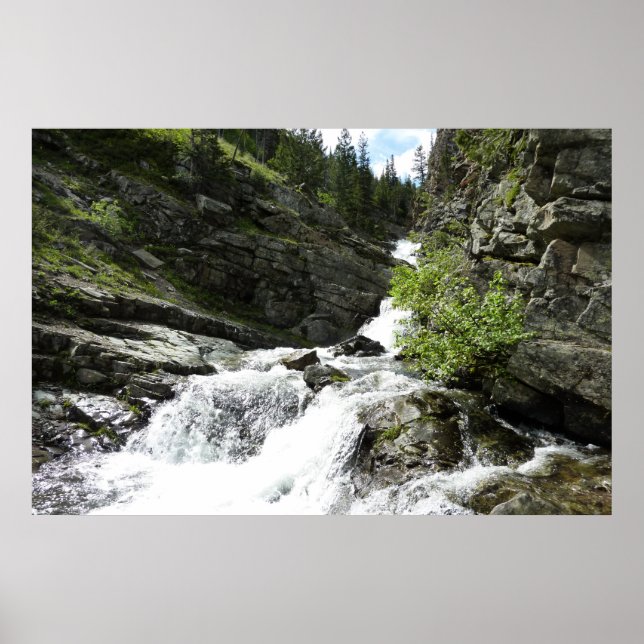 Aster Creek vid Glacier National Park Poster (Framsidan)