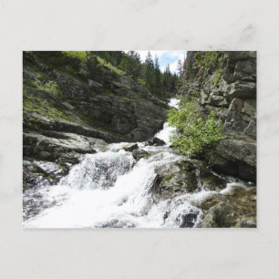 Aster Creek vid Glacier National Park Vykort
