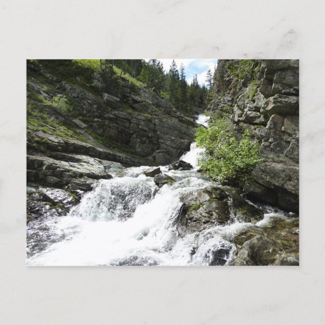 Aster Creek vid Glacier National Park Vykort (Framsida)