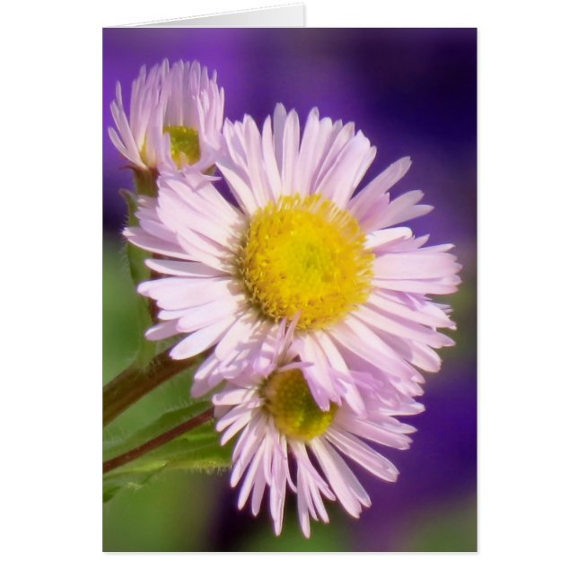 Aster Daisys Hälsningskort (Framsidan)