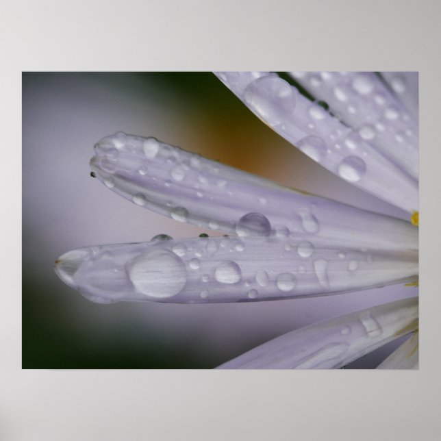 Aster Flower Poster (Framsidan)