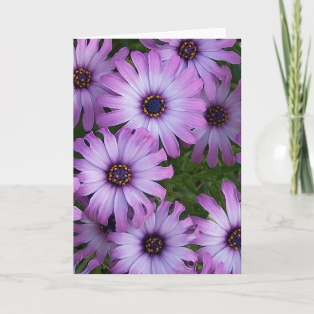 Aster Flowers Greeting Card Kort (Framsida)