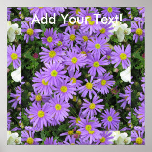 Aster Lila Gult Grönt Poster