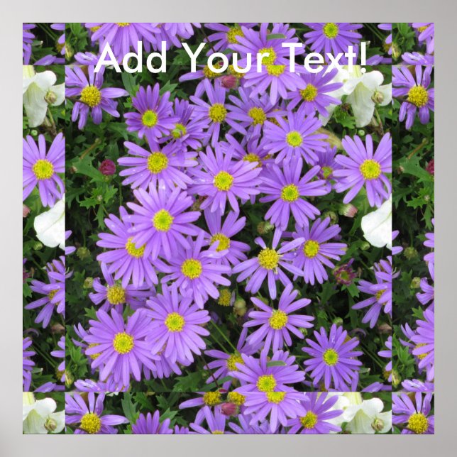 Aster Lila Gult Grönt Poster (Framsidan)