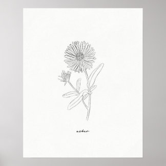 Aster Line Teckning Print - Handdragen blomma från Poster