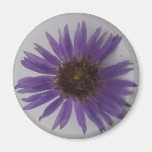 Aster Magnet (Framsidan)