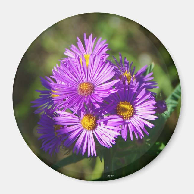 Aster magnet (Framsidan)
