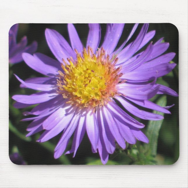 Aster Mousepad Musmatta (Framsidan)